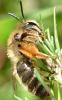 Andrena (livens-nigroolivacea)